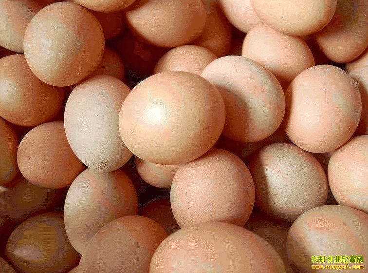 肇東雞蛋價格最新動態(tài)，跟隨自然腳步，重拾內(nèi)心寧靜與平和的探索之旅