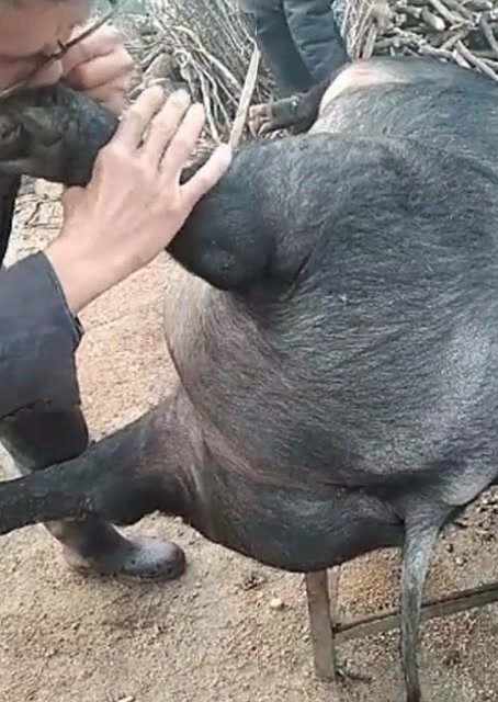 豬圈中的歡樂時刻，最新吹豬視頻集錦