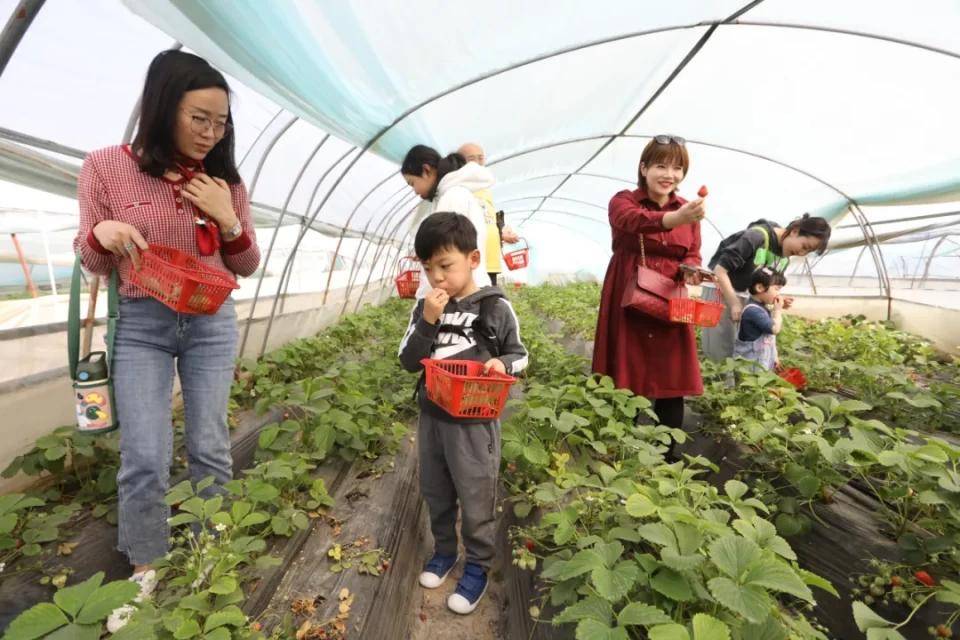 灃西新城馬王發(fā)展雙刃劍效應(yīng)，最新消息與影響分析