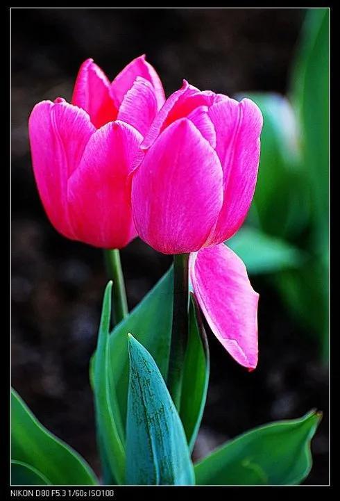 最新郁金香，小巷深處的芬芳馥郁之美