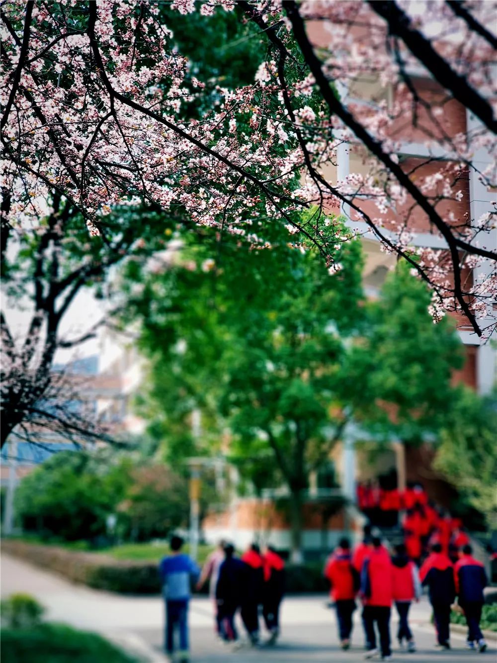 校園風采新照，展現(xiàn)青春風采的照片集錦