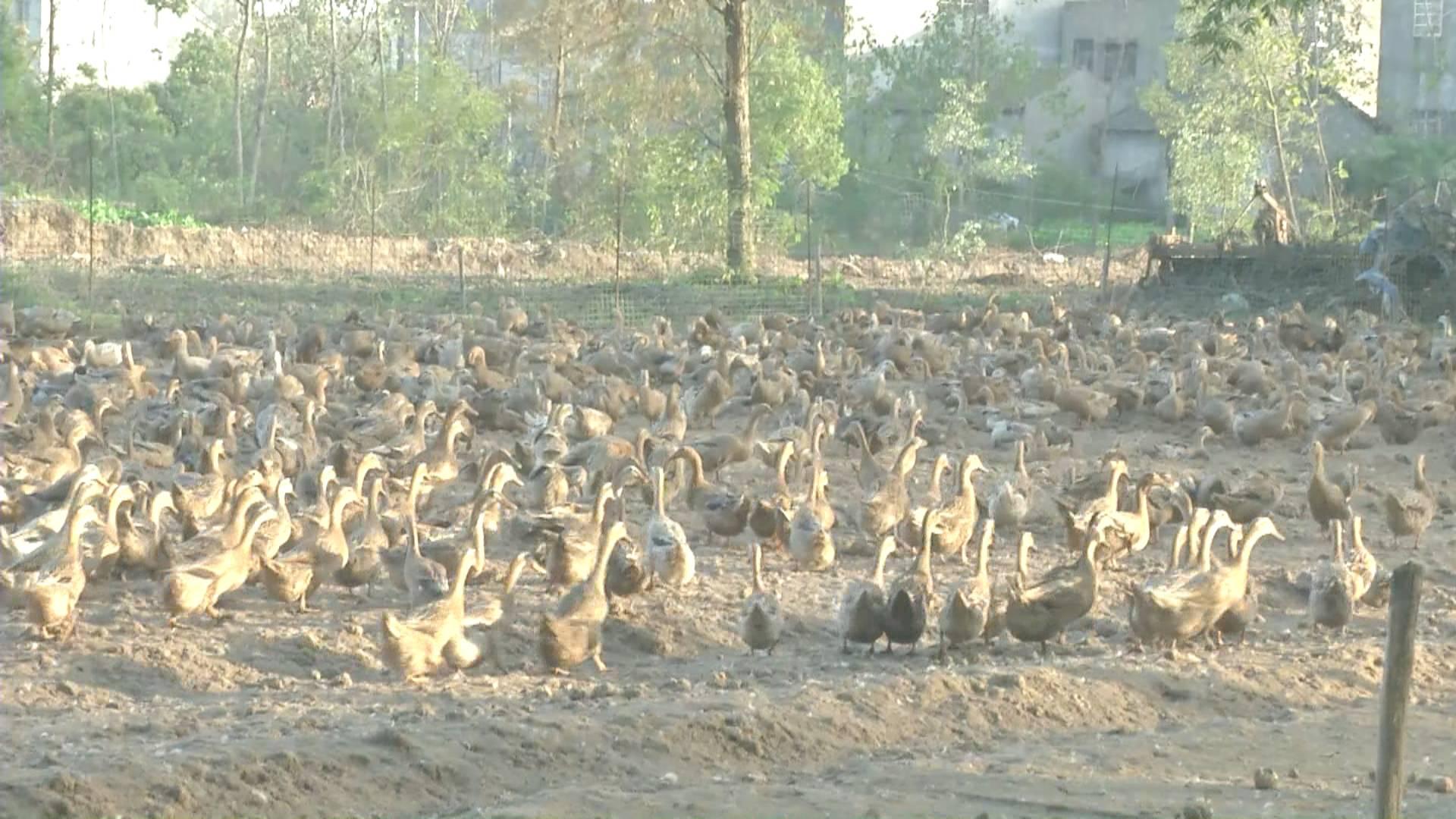 鴨蛋行情網(wǎng)，科技引領(lǐng)鴨蛋市場(chǎng)新時(shí)代