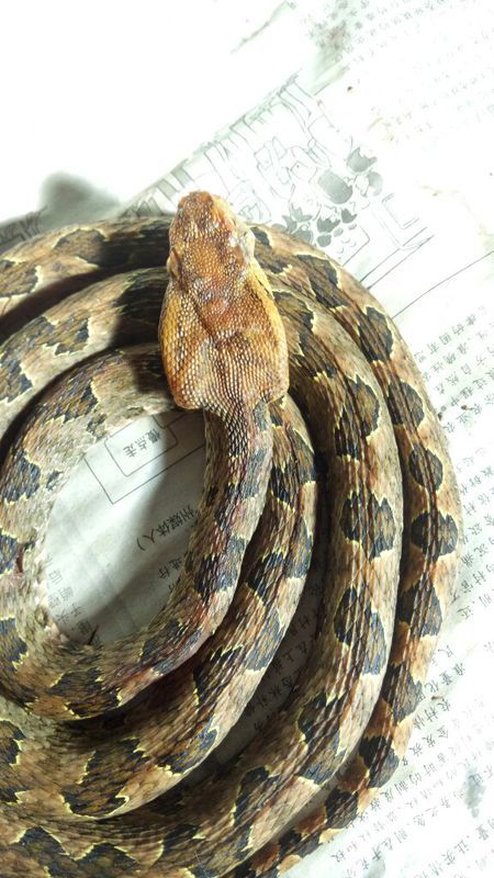 蛻變中的自信與成就，蛇的行情展望