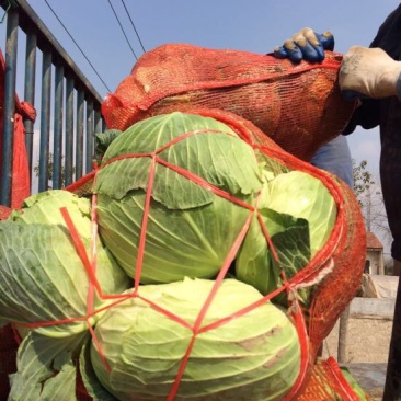 湖北包菜價(jià)格動(dòng)態(tài),湖北包菜價(jià)格動(dòng)態(tài)，一場(chǎng)尋找內(nèi)心平靜的綠色之旅