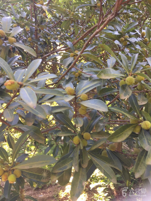 橫河大山搬遷最新動(dòng)態(tài)，力量重塑與未來希望