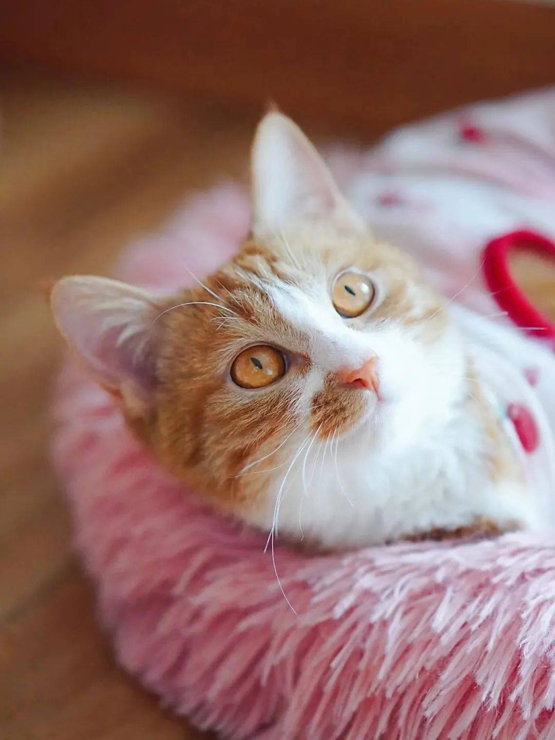 貓咪資訊速遞，探索貓咪的自信成長(zhǎng)與優(yōu)雅步伐