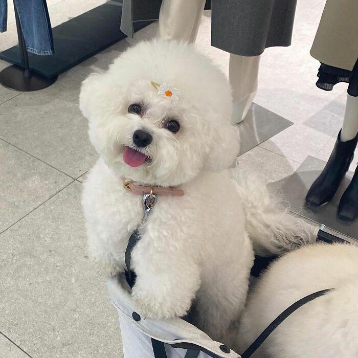 小巷中的寵物奇緣，比熊犬的價(jià)格探秘
