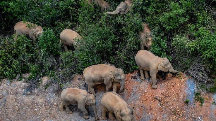 象群最新現(xiàn)身地，力量與自信之歌的演繹