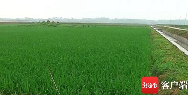 澄邁最新動(dòng)態(tài)，自然美景探索之旅，尋覓內(nèi)心平和與寧?kù)o的旅程