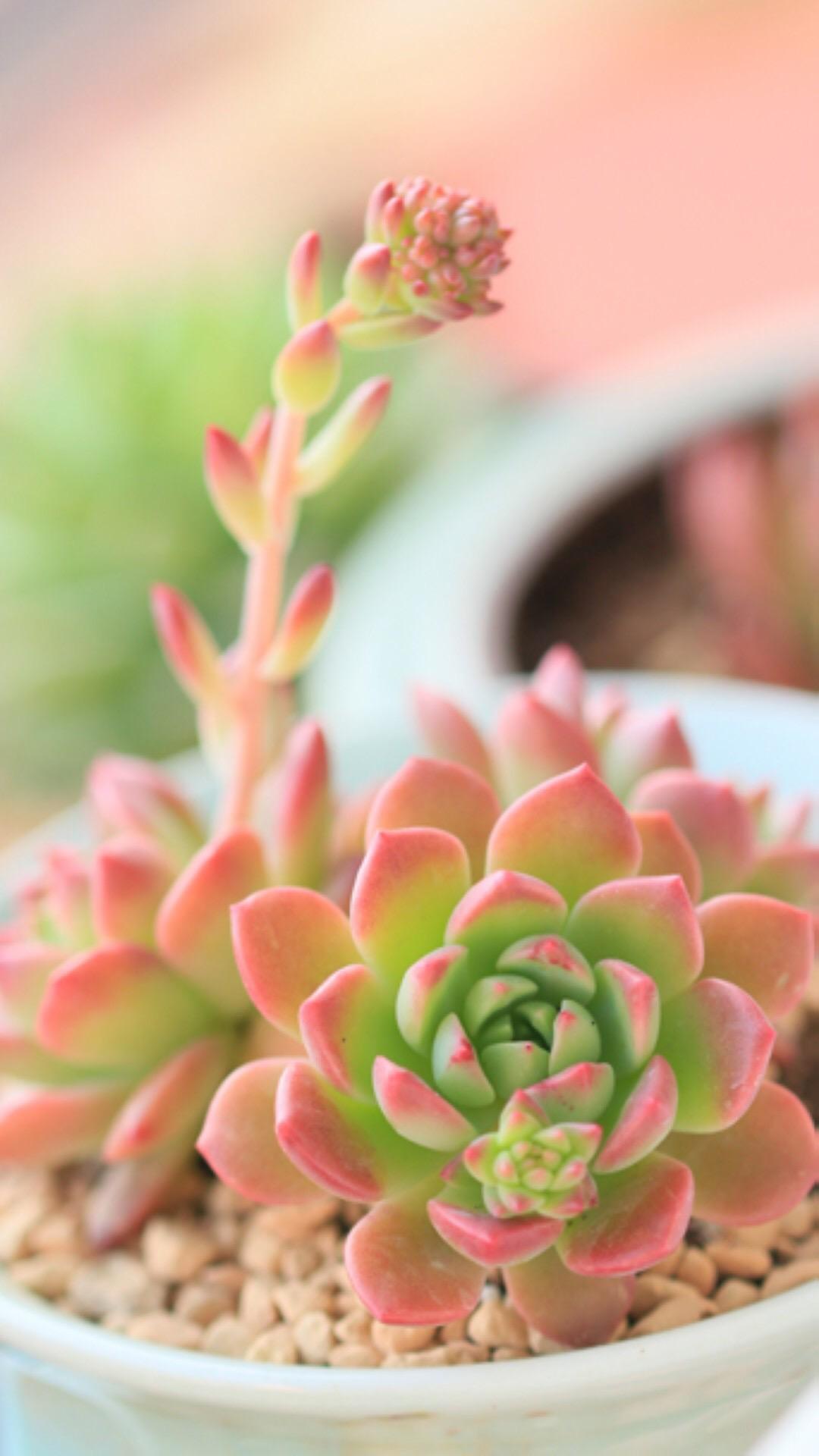 最新多肉植物，獨(dú)特的植物美學(xué)觀點(diǎn)探討