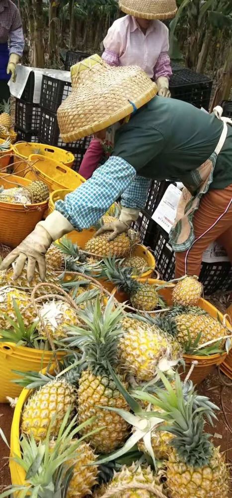 徐聞菠蘿最新價格及市場走勢分析，多方觀點解讀市場動態(tài)