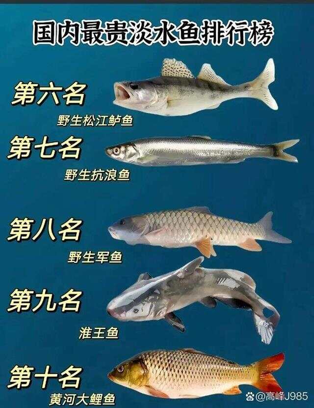 青魚國產(chǎn)最新論述，探索與解析