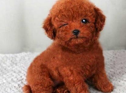 最新小鹿犬，趣事不斷，傳遞溫馨友誼與愛的小使者