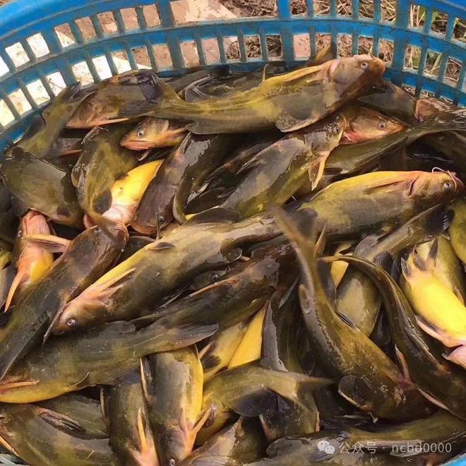 黃顙魚(yú)最新報(bào)價(jià)大全，專(zhuān)業(yè)指南與實(shí)時(shí)更新